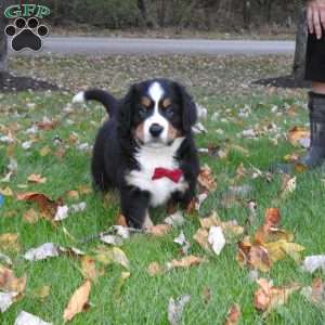 Duke, Bernese Mountain Dog Puppy